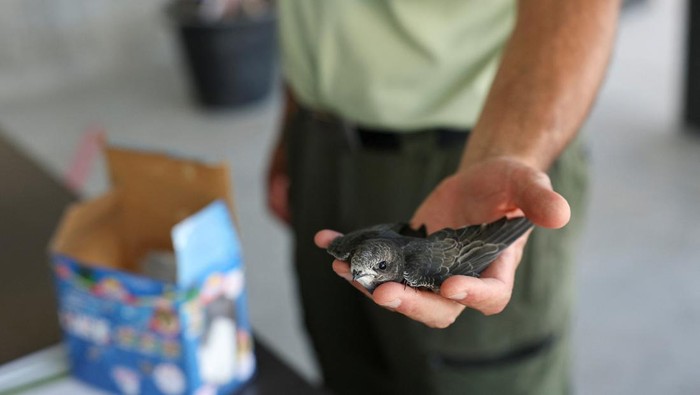 Veterinary assistant Carlos Sanandres examines a bird at the intensive care unit of Madrid's wildlife recovery center as it grapples with an added influx of ailing animals due to extreme temperatures during a heatwave, in Tres Cantos, Spain, July 13, 2023. REUTERS/Violeta Santos Moura