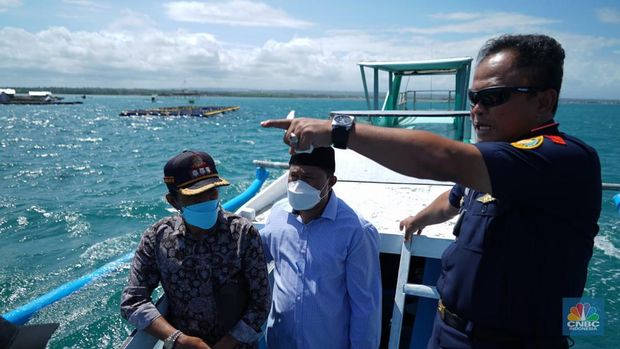 Kementerian Kelautan dan Perikanan (KKP) telah mengindentifikasi pola penyelundupan benih bening lobster (BBL) yang akan dikirim ke luar negeri secara ilegal dari sejumlah tempat di Indonesia. (CNBC Indonesia/Martyasari Rizky)