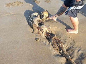 Geger Penemuan Kerangka Manusia Setengah Ikan di Pantai