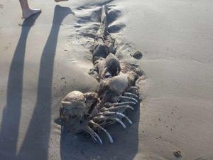 Heboh Benda Mirip Kerangka Manusia Setengah Ikan