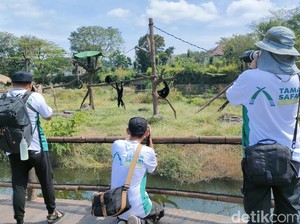 154 Peserta Bersaing di Kompetisi Foto Solo Safari, Dari Bandung hingga Bali