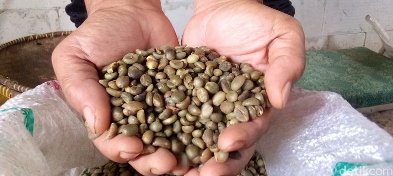 Kopi Liberika Kuningan.