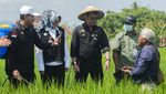Saat Mentan dan Bupati Klaten Nyemplung Sawah Basmi Hama Padi