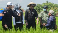 Penyemprotan pestisida biologi ramah lingkungan itu dilakukan untuk membasmi hama wereng.   