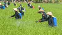 Penyemprotan juga dilakukan oleh para petani di Karangdowo, Klaten, Jawa Tengah.  