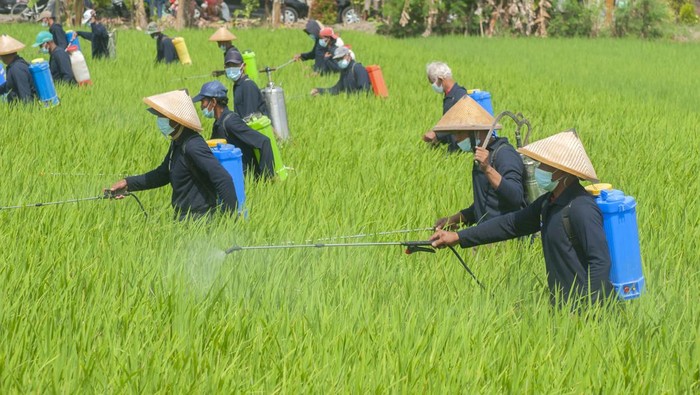 Menteri Pertanian Syahrul Yasin Limpo (kanan) didampingi Bupati Klaten Sri Mulyani (kiri) menyemprotkan pestisida biologi saat gerakan pengamanan produksi padi di Karangdowo, Klaten, Jawa Tengah, Jumat (14/7/2023). Kegiatan penyemprotan pestisida biologi ramah lingkungan itu diharapkan dapat membasmi hama wereng sehingga dapat menjaga produksi padi dengan baik.