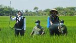 Saat Mentan dan Bupati Klaten Nyemplung Sawah Basmi Hama Padi