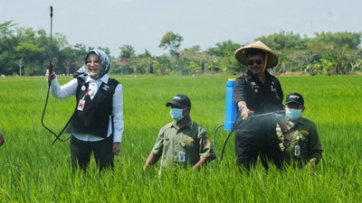 Saat Mentan dan Bupati Klaten Nyemplung Sawah Basmi Hama Padi