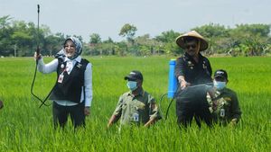 Saat Mentan dan Bupati Klaten Nyemplung Sawah Basmi Hama Padi