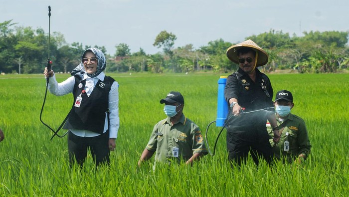 Mentan dan Bupati Klaten Nyemplung Sawah untuk Basmi Hama Padi Menteri Pertanian Syahrul Yasin Limpo (kanan) didampingi Bupati Klaten Sri Mulyani (kiri) menyemprotkan pestisida biologi saat gerakan pengamanan produksi padi di Karangdowo, Klaten, Jawa Tengah, Jumat (14/7/2023). Kegiatan penyemprotan pestisida biologi ramah lingkungan itu diharapkan dapat membasmi hama wereng sehingga dapat menjaga produksi padi dengan baik.