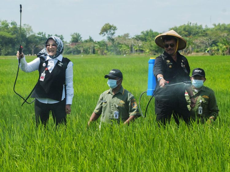 Saat Mentan dan Bupati Klaten Nyemplung Sawah Basmi Hama Padi