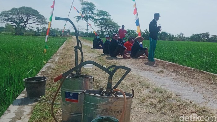 Petani di Karangdowo Klaten keluhkan serangan hama wereng batang cokelat, Jumat (14/7/2023).