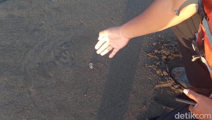 Petugas Satlinmas Rescue Istimewa (SRI) Wilayah V Kulon Progo menunjukkan ubur-ubur yang terdampar di pantai, Jumat (14/7/2023).