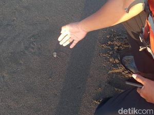 Ubur-ubur Mulai Muncul, Wisatawan Pantai di Kulon Progo Diminta Waspada