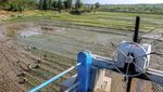 Waduk Perning yang Kering di Nganjuk Diubah Jadi Sawah