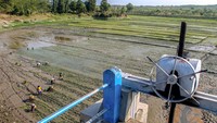 Saat musim kemarau waduk yang digunakan untuk irigasi lahan pertanian itu mulai mengering sehingga dimanfaatkan warga setempat untuk menanam padi. 