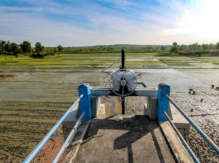 Waduk Perning yang Kering di Nganjuk Diubah Jadi Sawah
