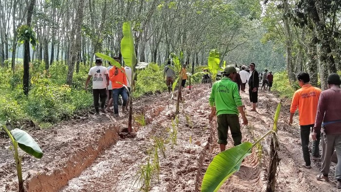 Warga tanam puluhan pohon pisang di jalan rusak berlumpur