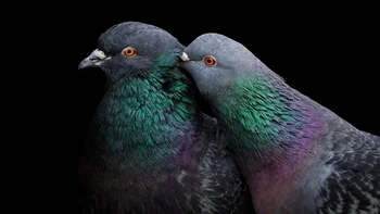 Foto sepasang burung merpati atau rock pigeon jepretan Liron Gertsman ini dinobatkan sebagai juara utama Audubon Photography Awards 2023. Foto: Liron Gertsman/Audubon Photography Awards 2023