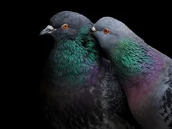 Potret Burung Cantik Jawara Audubon Photography Awards 2023