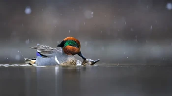 Sepasang Green-winged Teals yang sedang melakukan ritual kawin ini menjadi subjek foto James Fatemi. Foto ini dianugerahi juara harapan untuk kategori Youth. Foto: James Fatemi/Audubon Photography Awards 2023