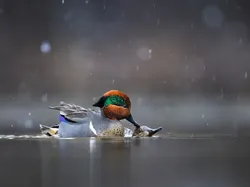 Potret Burung Cantik Jawara Audubon Photography Awards 2023