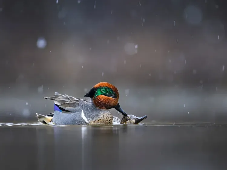 Potret Burung Cantik Jawara Audubon Photography Awards 2023