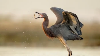 Reddish Egret yang sedang mencari makan ini menjadi subjek foto tangkapan Nathan Arnold. Foto ini dinobatkan sebagai juara harapan kategori Amateur. Foto: Nathan Arnold/Audubon Photography Awards 2023