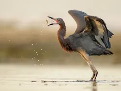 Potret Burung Cantik Jawara Audubon Photography Awards 2023