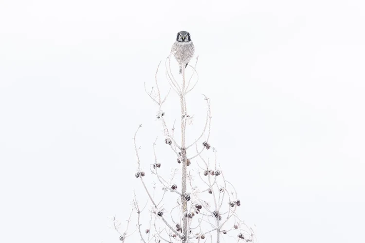 Audubon Photography Awards 2023