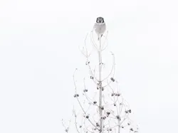 Potret Burung Cantik Jawara Audubon Photography Awards 2023