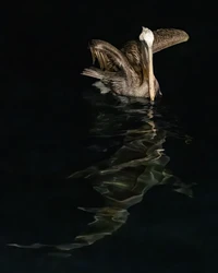 Audubon Photography Awards 2023