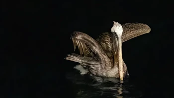 Foto burung pelikan yang anggun ini merupakan karya Sunil Gopalan yang memenangkan kategori Fisher. Foto: Sunil Gopalan/Audubon Photography Awards 2023