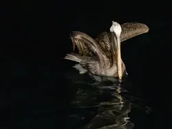 Potret Burung Cantik Jawara Audubon Photography Awards 2023