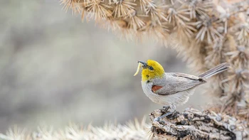 Linda Scher memotret burung Verdin yang sedang membangun sarangnya. Foto ini memenangkan kategori Plants for Birds Awards. Foto: Linda Scher/Audubon Photography Awards 2023