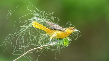 Burung Baltimore Oriole ini tertangkap kamera saat sedang membangun sarangnya. Foto jepretan Sandra M. Rothenberg ini dinobatkan sebagai pemenang kategori Female Bird. Foto: Sandra M. Rothenberg/Audubon Photography Awards 2023