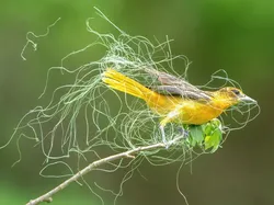 Potret Burung Cantik Jawara Audubon Photography Awards 2023