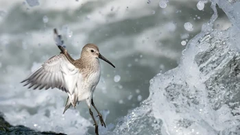 Burung Dunlin yang sedang menghindari tarikan air laut ini merupakan hasil jepretan Kieran Barlow. Foto ini merupakan pemenang katgeori Youth Award. Foto: Kieran Barlow/Audubon Photography Awards 2023