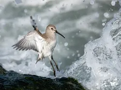 Potret Burung Cantik Jawara Audubon Photography Awards 2023