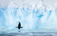 Audubon Photography Awards 2023