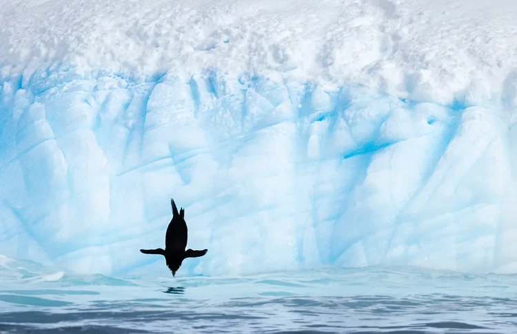 Audubon Photography Awards 2023