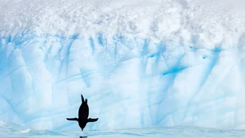 Karen Blackwood berhasil memenangkan kategori Amateur Award berkat foto penguin yang terjun bebas ke lautan Antartika. Foto: Karen Blackwood/Audubon Photography Awards 2023