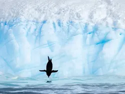 Potret Burung Cantik Jawara Audubon Photography Awards 2023