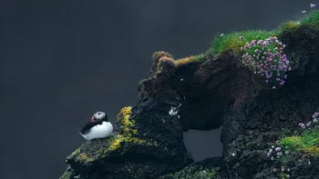 Burung puffin yang sedang bersantai di tebing ini dipotret oleh Shane Kalyn yang memenangkan kategori Professional Award. Foto: Shane Kalyn/Audubon Photography Awards 2023