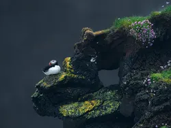 Potret Burung Cantik Jawara Audubon Photography Awards 2023