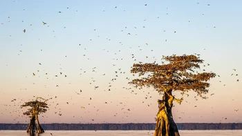 Ini bukan pohon yang yang memiliki banyak daun. Pohon ini menjadi tempat istirahat burung layang-layang saat sedang tidak berburu. Foto karyawa Vicki Santello ini memenangkan juara harapan kategori Plants for Birds. Foto: Vicki Santello/Audubon Photography Awards 2023
