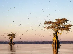 Potret Burung Cantik Jawara Audubon Photography Awards 2023