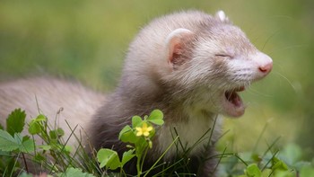 Musang kecil Boudicca yang bahagia (baru berusia 2,5 bulan!) Menikmati jalan-jalan luar ruangan pertamanya kata Darya Zelentsova. Foto: Comedy Pets
