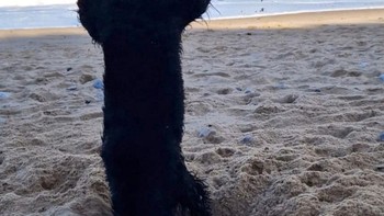 Shadow sedang menggali lubang seperti biasa di pantai, tiba-tiba dia memamerkan teknik barunya! Untungnya kamera sudah siap untuk posisi gila ini! ungkap Sophie Boynton. Foto: Comedy Pets