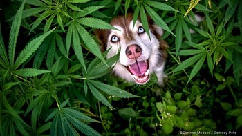 Jadi Inilah Sumber Kebahagiaan Oleh Corinne Mooser Foto: Comedy Pets